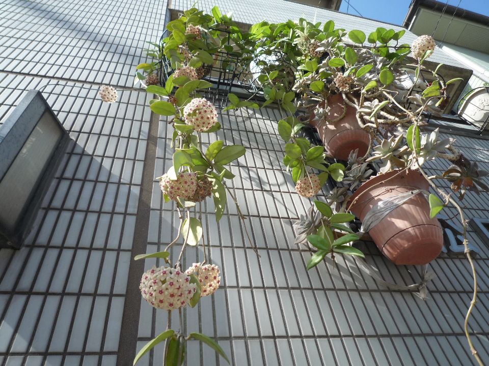 松田ビル（新屋敷） その他