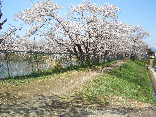 さくら小径 眺望
