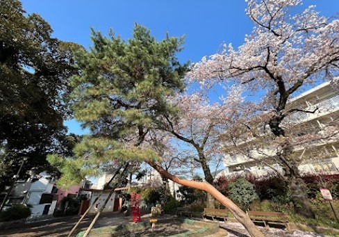 サマックス・ソフィア杉並 公園