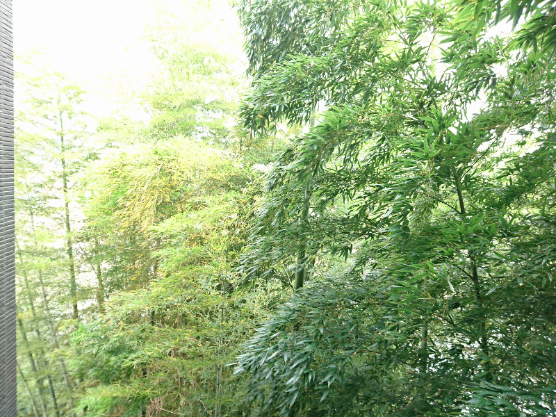 アーヴェル妙蓮寺ⅡＡ棟 眺望