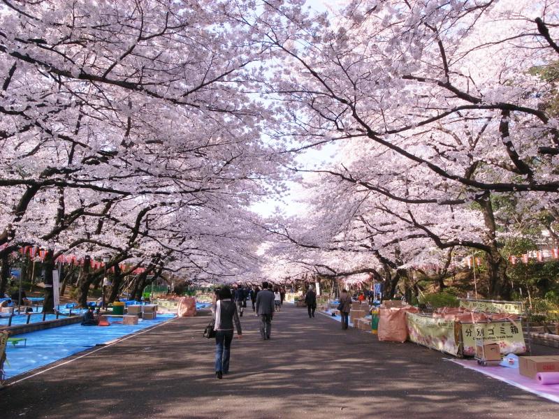 グローセインゼル湯島 周辺画像8