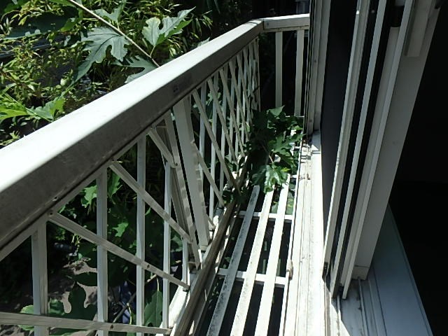 ANNEXきのえね その他9