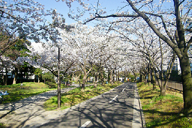 クリア南砂  公園