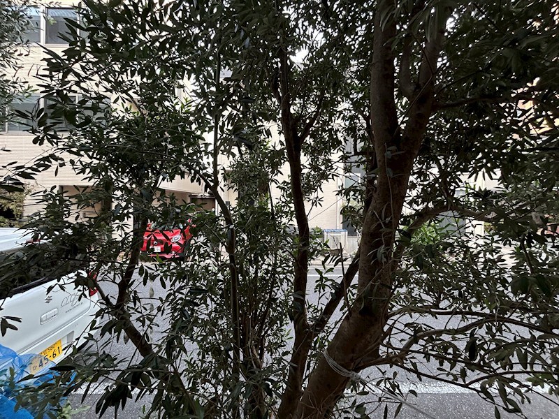 シルフィード その他5