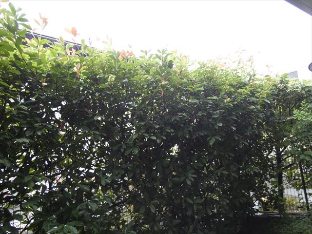 ラミアカーサ MA その他7