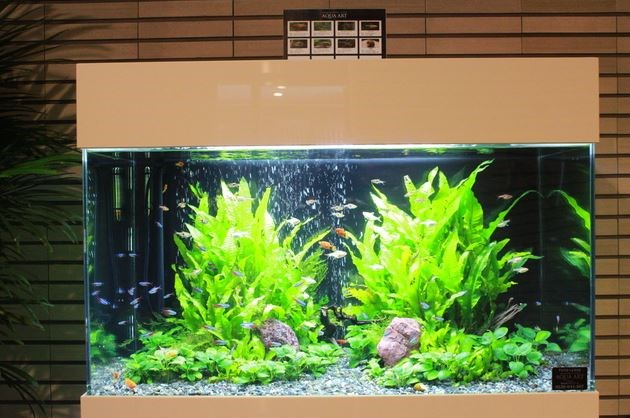 ステラ北進 その他5