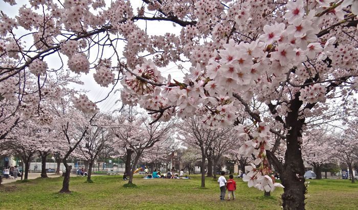 桜アパートメント 周辺画像4