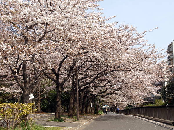 文化ハイツ 公園