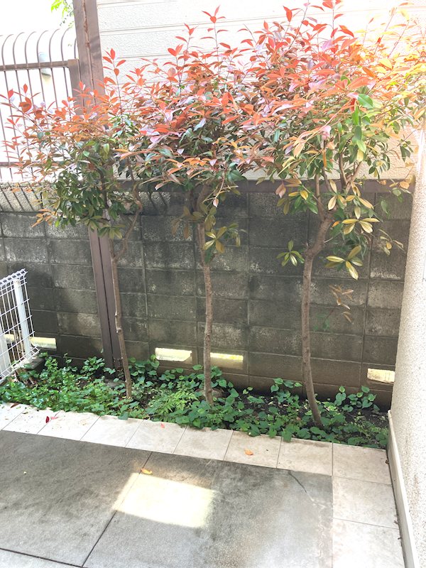 ラフィーネ深沢 ベランダ
