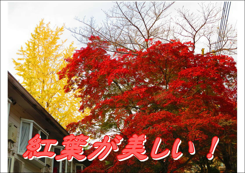 コーポ朝風  その他13