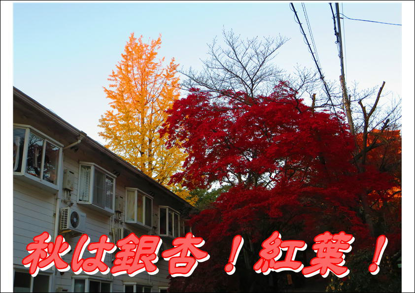コーポ朝風  その他16
