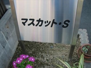 マスカット・Ｓ その他7