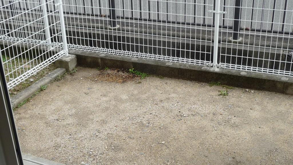 ウィステリア 菜花 その他9