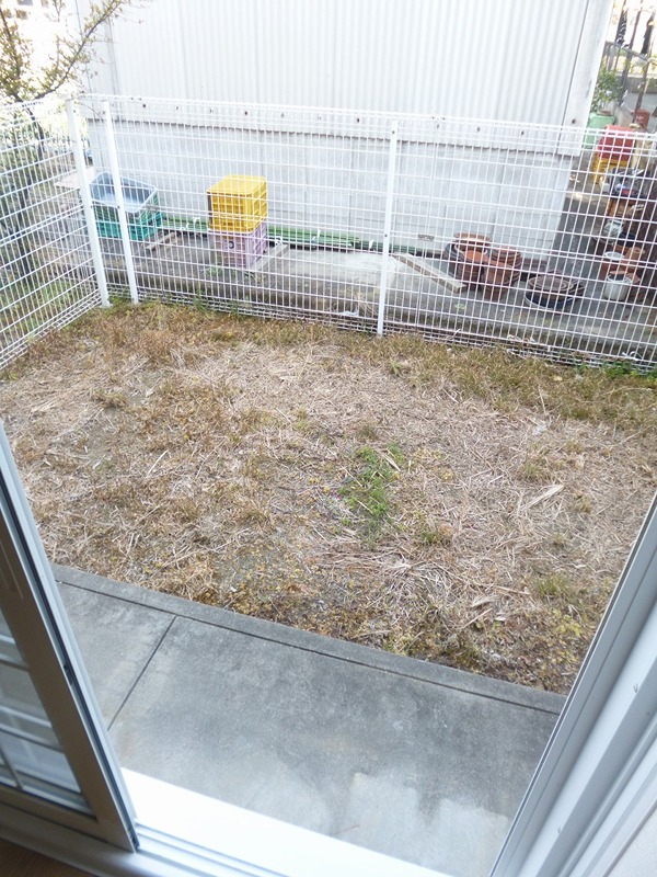 &#12469;&#12531;&#12486;&#12523;&#12494; &#12505;&#12521;&#12531;&#12480;