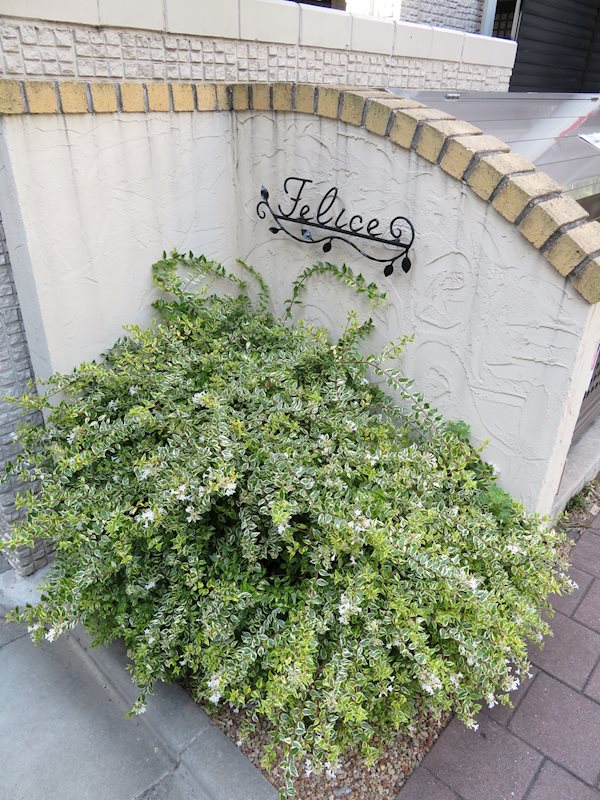 フェリーチェ その他15