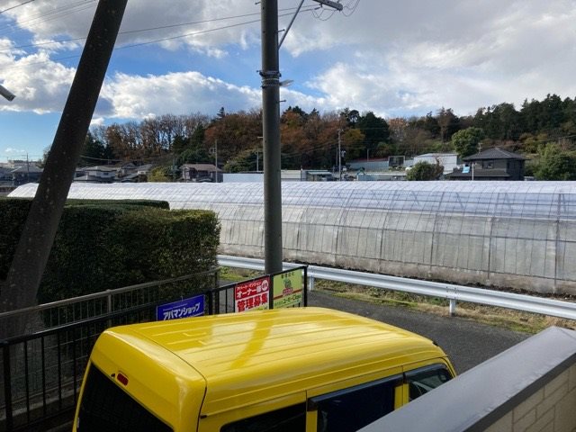 ルピナス その他5