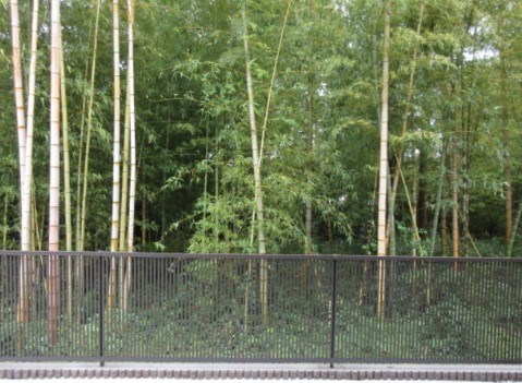 蒼の杜　空 その他4