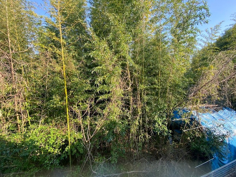 シリウス その他1