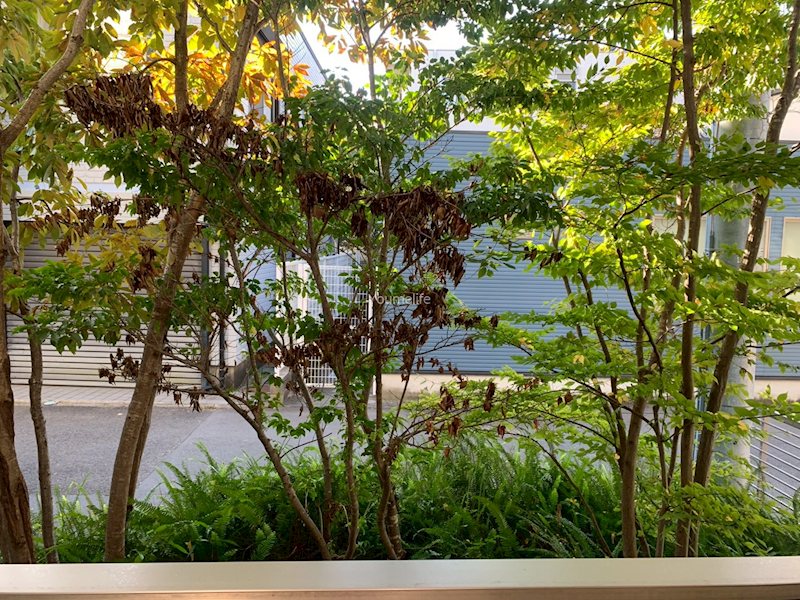 Ｃｅｌｅｓｔｉｎｅ　湘南 その他4