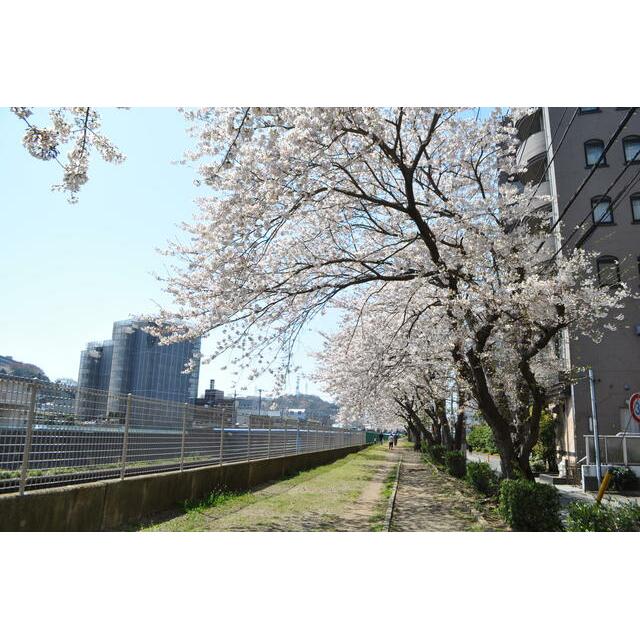 ストンフィールド湘南Ⅱ 周辺画像8