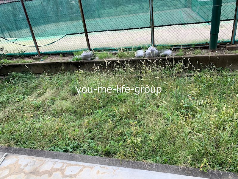 メタセコイヤ ベランダ