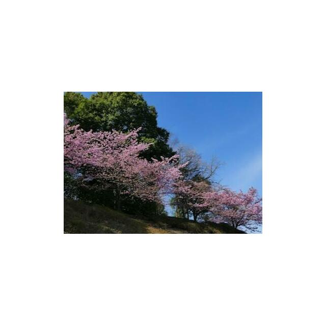 レジデンス　山手台 周辺画像6