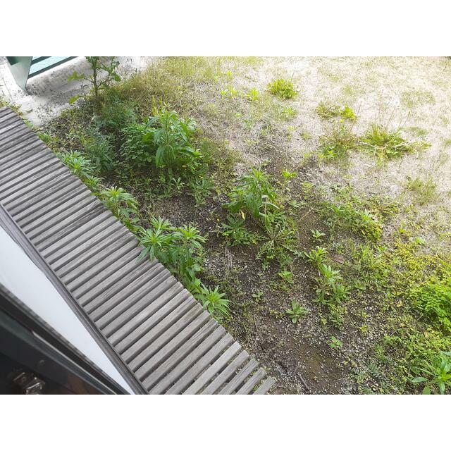 桝屋Ⅱ ベランダ