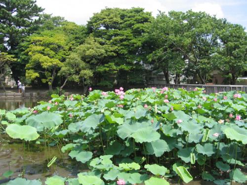 藤沢市鵠沼藤が谷４丁目戸建 周辺画像1