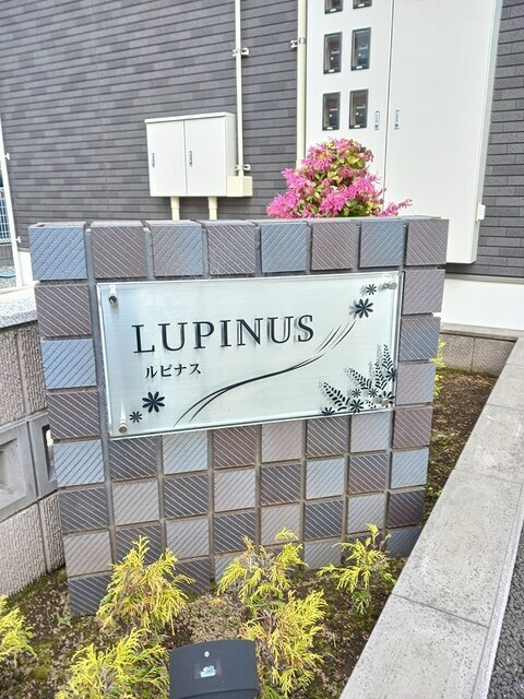 Ｌｕｐｉｎｕｓ その他1
