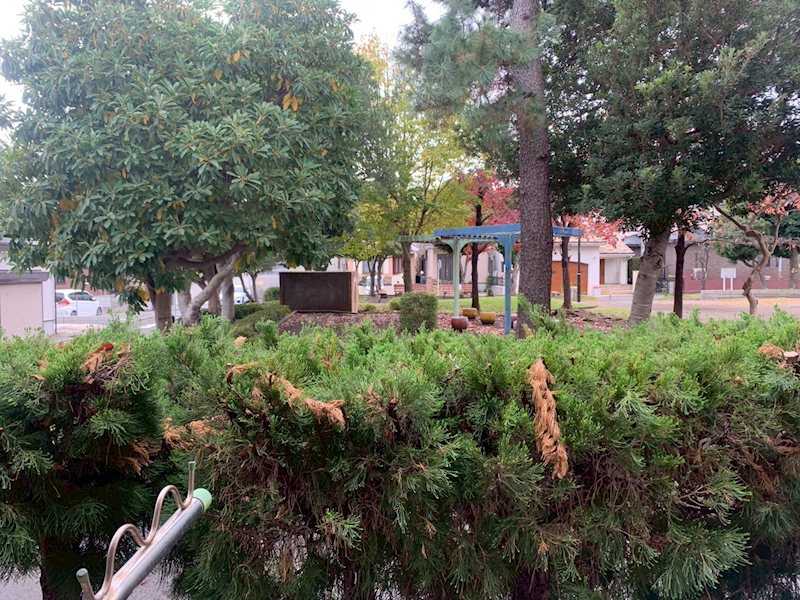 ロイヤルコスモス その他7