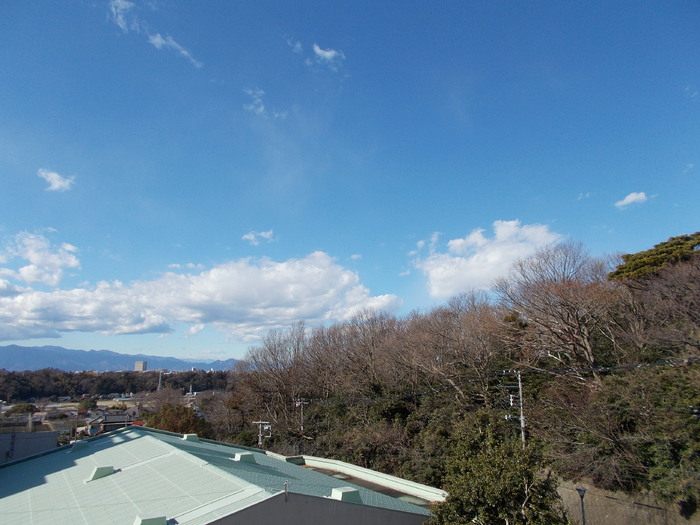 セレナオモダカ その他1