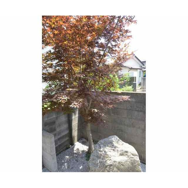 グリーンバード湘南 その他7