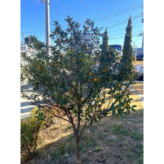 Ｂｌｏｓｓａｍ　Ｈｉｌｌｓ　Ｌｉｌｙ　Ｃ棟 ベランダ