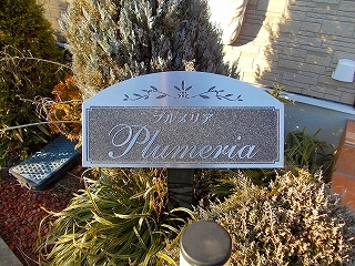 プルメリア その他1