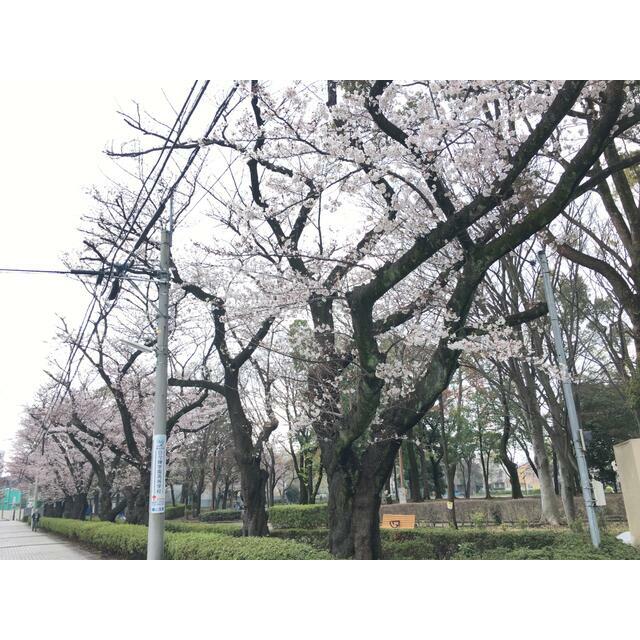海老名三紫コーポ 公園