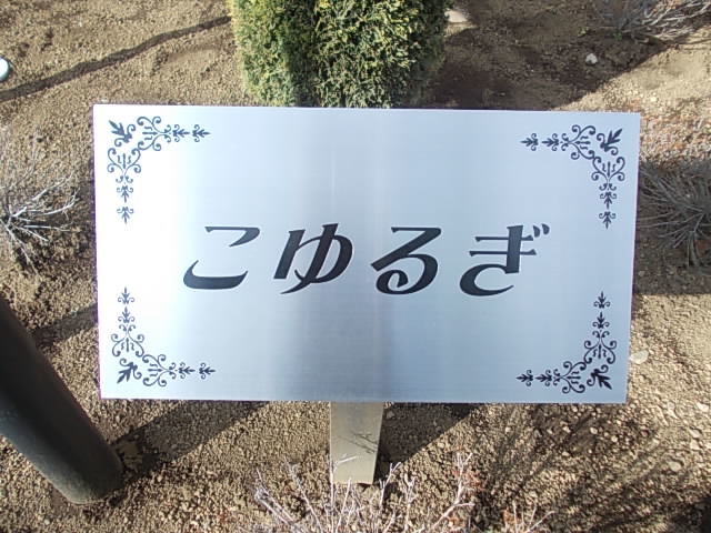 こゆるぎ その他7