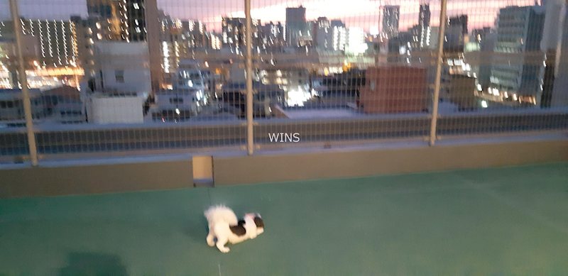 その他11