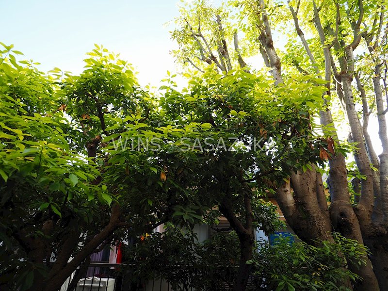 イズミコート その他5