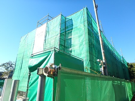 Lupinus Sengawa（ルピナスセンガワ） 外観