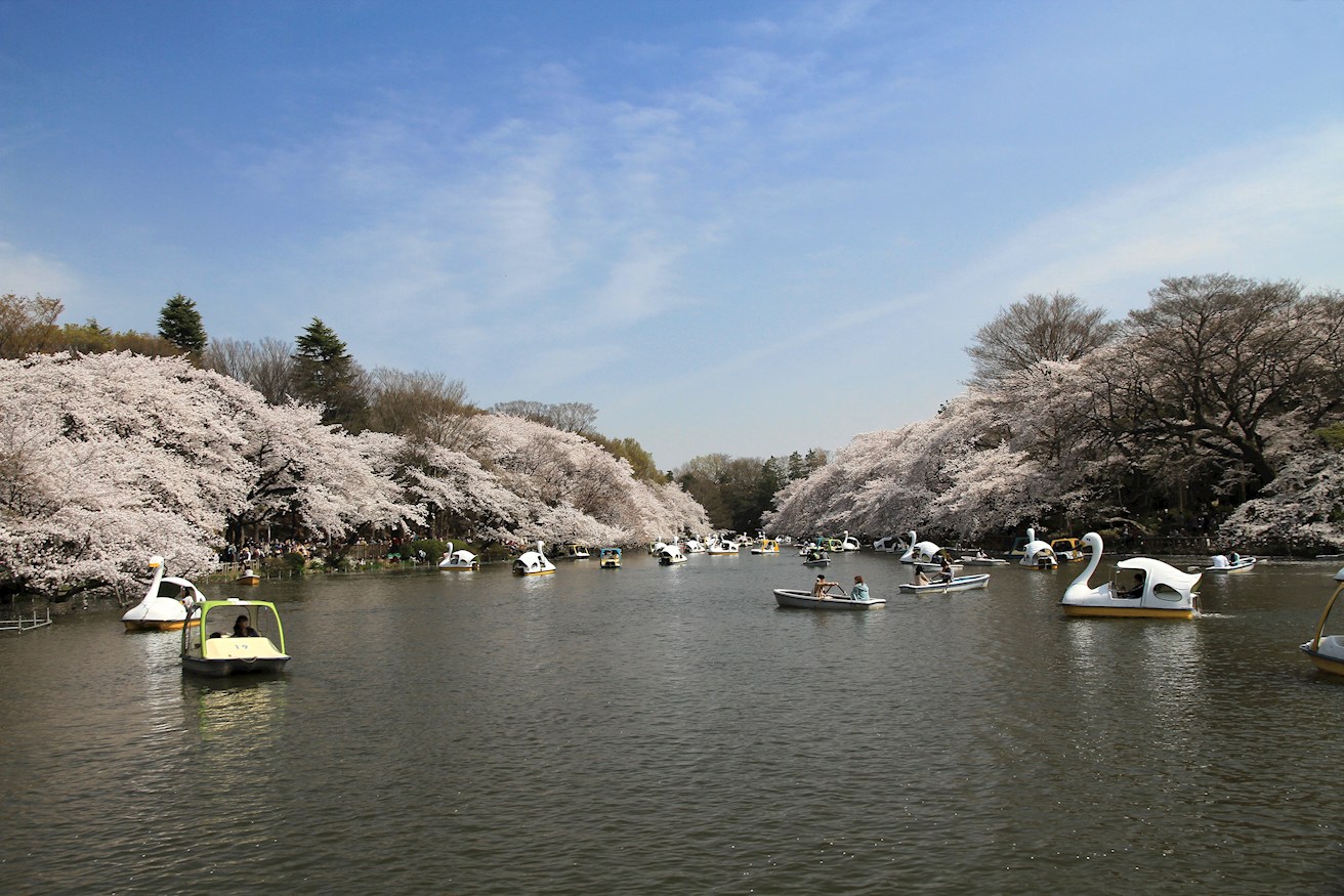 グランドール三鷹壱番館 周辺画像6