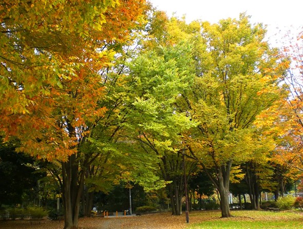 レジデンスミヤビ 公園