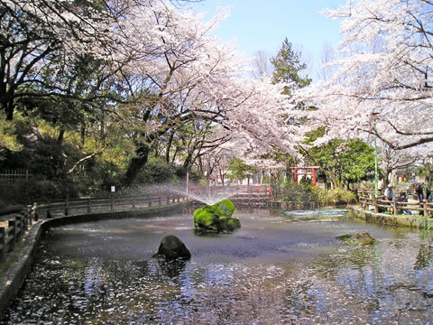 Ｄ-ｒｏｏｍ与野公園 Ｒｏｓｅ Ｐａｒｋ 周辺画像2