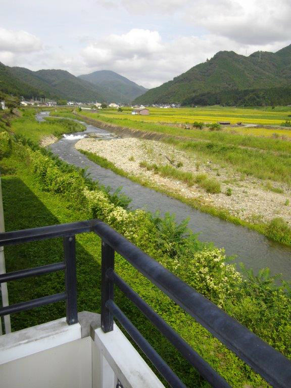 向日葵 眺望