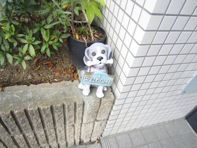 シャントレル その他