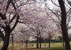 グランメール成城 公園
