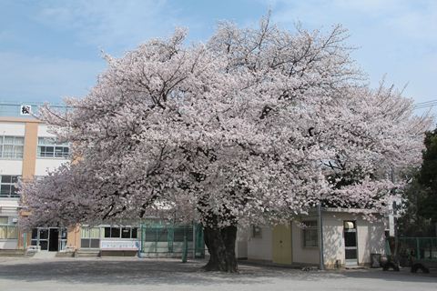ジヴェルニーＮ棟 小学校