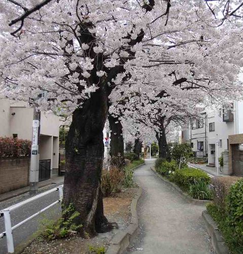 柿の木坂マンション 公園
