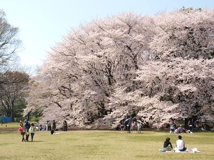 クレヴィア用賀 公園