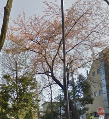 東京都世田谷区桜上水５丁目 公園