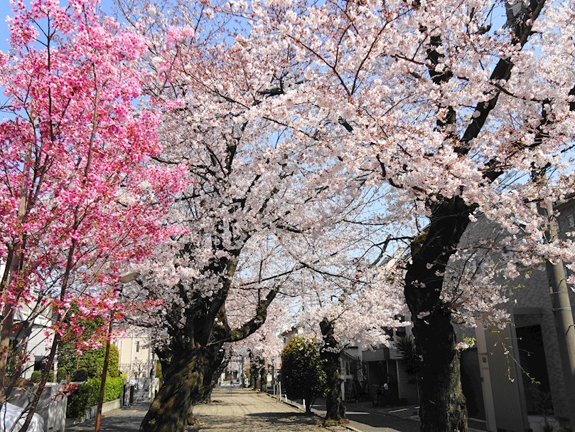 Comodia Misuzu 公園